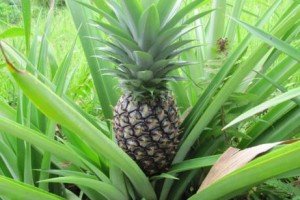 Ananas comosus planta de exterior