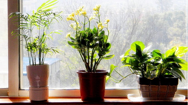 plantas-depuradoras-para-el-hogar