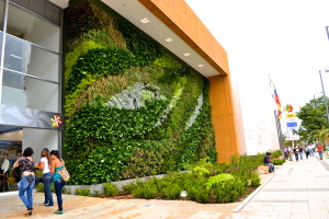 plantas para jardines verticales