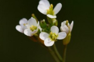 Planta Arabidopsis