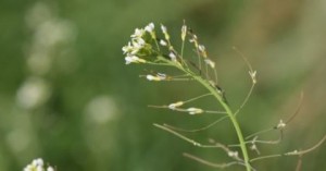Arabidopsis salvaje
