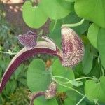 Aristolochia planta de exterior