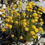 Planta Helichrysum italicum