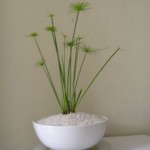 planta Papiro baño