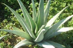 Aloe vera