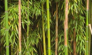 Hojas bambú