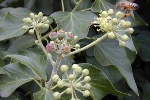 Hedera medicinal