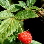 Rubus idaeus planta para el exterior
